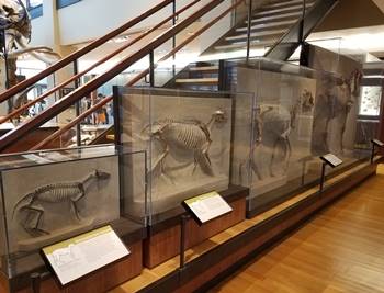 The evolution of horses, Beneski Museum of Natural History, Amherst College, Amherst, MA.