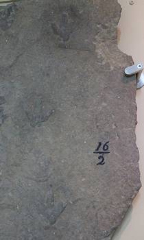 The "Noah's Raven" specimen of dinosaur tracks found in 1802 by Pliny Moody. Beneski Museum of Natural History, Amherst College, Amherst, MA.