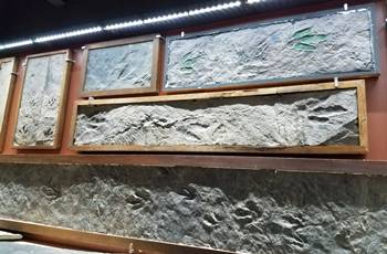 Dinosaur tracks, part of the Edward Hitchcock Ichnology Collection at the Beneski Museum of Natural History, Amherst College, Amherst, MA.