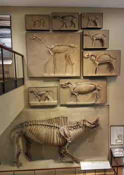 Incredible wall of ancient mammals at the Beneski Museum of Natural History, Amherst College, Amherst, MA.