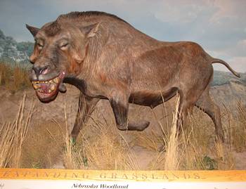 Life reconstruction of Daeodon at the Denver Museum of Nature and Science, Denver, CO.