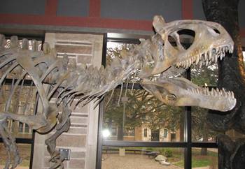 Close-up of Cryolophosaurus' head crest. Fryxell Geology Museum, Augustana College, Rock Island, IL.