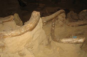 Numerous mammoth tusks are visible at the Mammoth Site of Hot Springs, Hot Springs, SD.