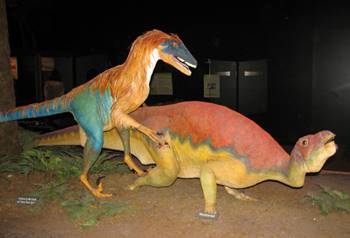 Life-size figures of Deinonychus attacking Tenontosaurus, Museum of the Rockies, Bozeman, MT.