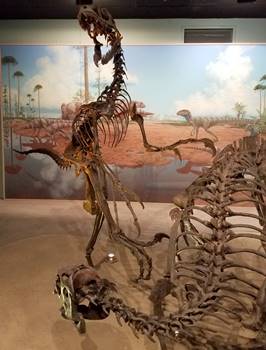 Deinonychus depicted attacking a Tenontosaurus, Academy of Natural Sciences of Drexel University, Philadelphia, PA.