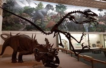 Leaping Deinonychus, Yale Peabody Museum, New Haven, CT.