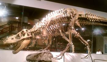 The Asian Tyrannosaur Tarbosaurus on display at the Arizona Museum of Natural History, Mesa, AZ.