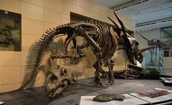Styracosaurus display, Canadian Museum of Nature, Ottawa, ON.