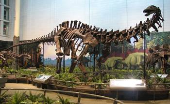 Jurassic dinosaurs on display at the Carnegie Museum of Natural History, Pittsburgh, PA.