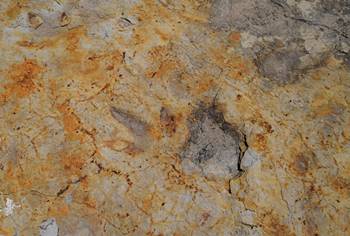Theropod tracks at the Clayton Lake State Park dinosaur tracksite, Clayton, NM.