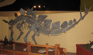 Great Stegosaurus display at the Dinosaur Journey Museum of Western Colorado, Fruita, CO.
