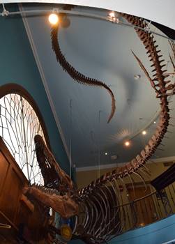 Monstrous Tylosaurus hanging in the lobby of the University of Kansas Natural History Museum.