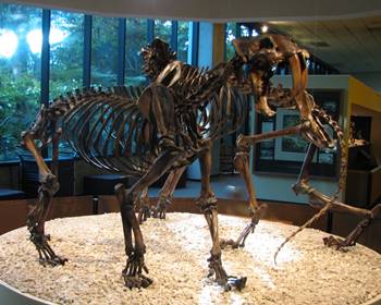 Smilodon display, La Brea Tar Pits Museum, Los Angeles, CA.