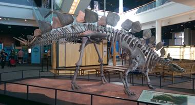 Stegosaurus display, Science Museum of Minnesota, St. Paul, MN.