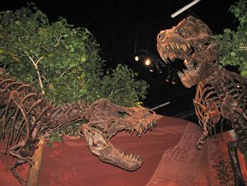 Tyrannosaurus duel at the Museum of Ancient Life, Lehi, UT.
