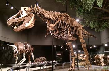 "Montana rex" on display at the Museum of the Rockies, Bozeman, MT.