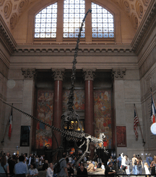 Barosaurus vs. Allosaurus in the lobby of the American Museum of Natural History, New York, NY.