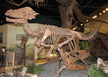 Cast of "Sandy" the Pachycephalosaurus. Rocky Mountain Dinosaur Resource Center, Woodland Park, CO.