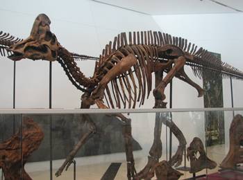 Corythosaurus display at the Royal Ontario Museum, Toronto, ON.
