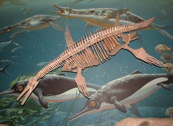 Terrific fossil of the plesiosaur Dolichorhynchops. Smithsonian National Museum of Natural History, Washington, DC.