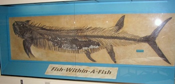The famous "Fish-Within-A-Fish" fossil at the Sternberg Museum of Natural History, Fort Hays State University, Hays, KS.