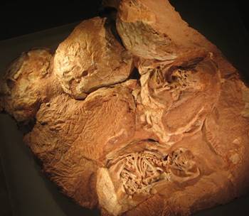 Dinosaur egg with hatchling, Royal Ontario Museum, Toronto, ON.