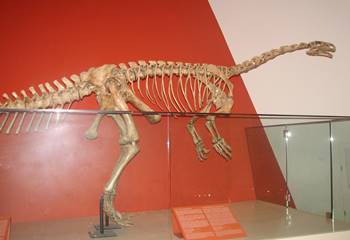 Massospondylus display, Royal Ontario Museum, Toronto, ON.