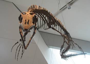 The mosasaur Platecarpus on display at the Royal Ontario Museum, Toronto, ON.