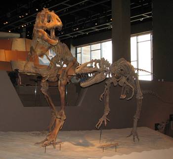 Teratophoneus display, Natural History Museum of Utah, Salt Lake City, UT.