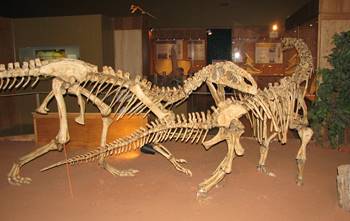 Monolophosaurus vs. Bellusaurus. Wyoming Dinosaur Center, Thermopolis, WY.