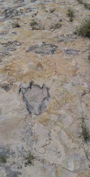 Dinosaur pathway at Clayton Lake State Park, Clayton, NM.