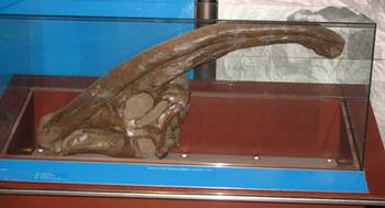 Parasaurolophus skull on display at the Natural History Museum, London, England.