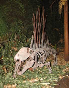 Beautiful Dimetrodon at the Sam Noble Oklahoma Museum of Natural History, Norman, OK.