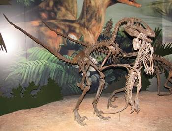 Deinonychus holding a victim, a young Tenontosaurus. Sam Noble Oklahoma Museum of Natural History, Norman, OK.