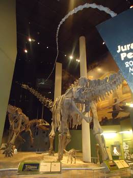 The huge predator Saurophaganax threatens the largest Apatosaurus ever discovered. Sam Noble Oklahoma Museum of Natural History, Norman, OK.