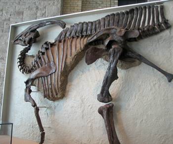 Terrific Parasaurolophus on display at the Royal Ontario Museum, Toronto, ON.