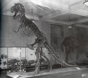 The original Tyrannosaurus mount at the American Museum of Natural History, New York, NY.