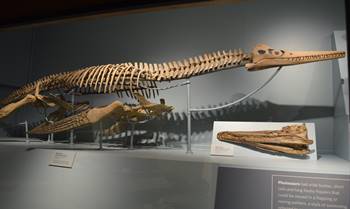 Dolichorhynchops display, KU Natural History Museum, University of Kansas, Lawrence, KS.