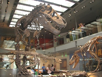 Amazing Tyrannosaurus exhibit at the Natural History Museum of Los Angeles County, Los Angeles, CA.