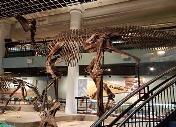 Beautiful Corythosaurus mount at the Academy of Natural Sciences of Drexel University, Philadelphia, PA.