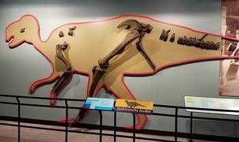 The first dinosaur skeleton found in North America, a Hadrosaurus collected by Joseph Leidy in New Jersey. Academy of Natural Sciences of Drexel University, Philadelphia, PA.