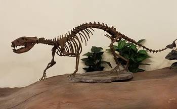 Didelphodon mount at the Rocky Mountain Dinosaur Resource Center, Woodland Park, CO.