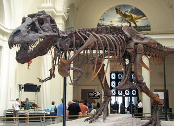 "Sue," the most famous dinosaur in the world, on display at the Field Museum in Chicago, IL.