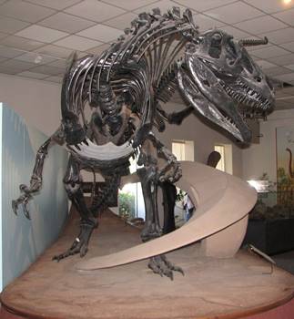 The mighty Allosaurus at the B.Y.U. Museum of Paleontology, Brigham Young University, Provo, UT.