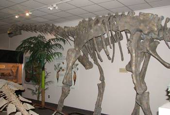 Camarasaurus on display at the BYU Museum of Paleontology, Brigham Young University, Provo, UT.