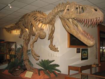 Fantastic Torvosaurus mount at the B.Y.U. Museum of Paleontology, Brigham Young University, Provo, UT.