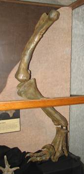 Leg bones from a Utahraptor on display at the BYU Museum of Paleontology, Brigham Young University, Provo, UT.