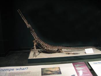 Great Champsosaurus display at the Science Museum of Minnesota, St. Paul, MN. 