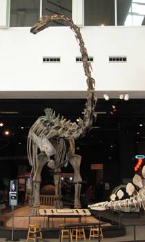 This Diplodocus was discovered by Minnesota high school students. Science Museum of Minnesota, St. Paul, MN.