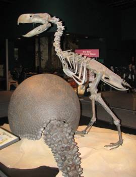 Giant South American "terror bird" Phorusrhacos. Science Museum of Minnesota, St. Paul, MN.